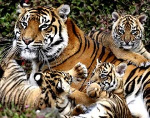 Download 950 Koleksi Gambar Harimau Indonesia  