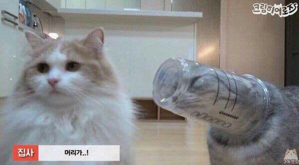 How Specific Can The Internet Get Animals In Predicaments By Shirley Lee Shirley The Internet Sommelier Medium