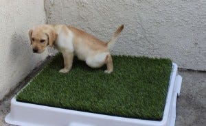 how to toilet train dog in apartment