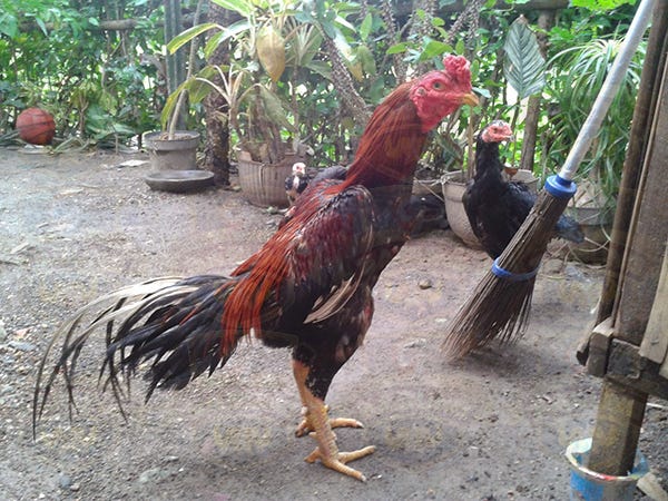 Ciri Pacek Babon Berkualitas Di Dunia Sabung Ayam Game