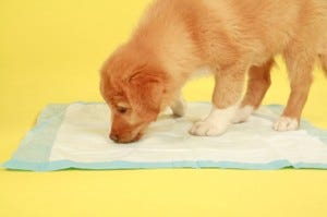 how to toilet train puppy in apartment