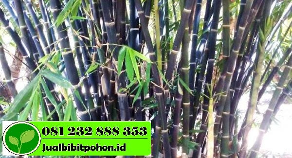 Gambar Rumah Bambu Hitam