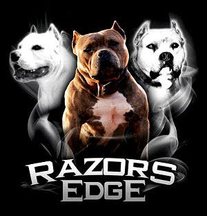 dave wilson american bully
