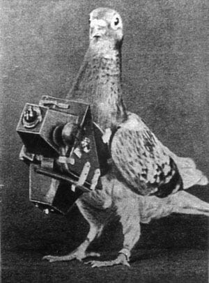 War Pigeons used in WW2. https://warfarehistorynetwork.com/article/warfares-unsung-pigeon/