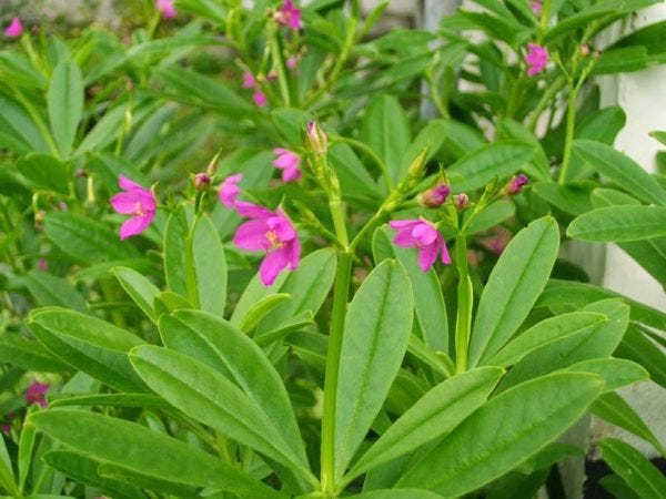 cách nấu ăn: Cây sâm đất — thảo dược với những công dụng không ngờ
