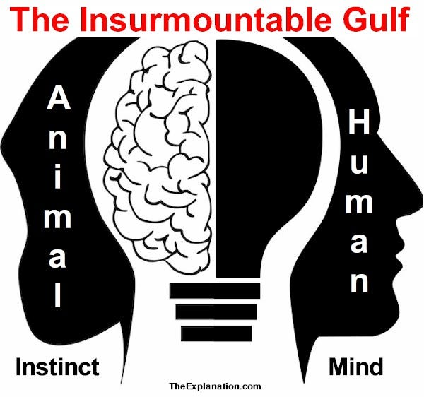 Do Humans Have More Instincts Than Animals