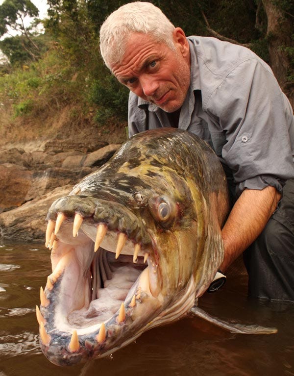 Can A Piranha Bite Through Steel River Monsters By Jasmin Chua Medium