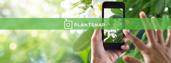 すぐにでも欲しい 写真を撮るだけで植物の名前を教えてくれるアプリ Plantsnap By Ai News Medium