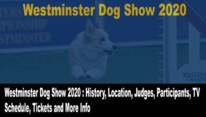 Live Westminster Dog Show 2020 Livestream 2020