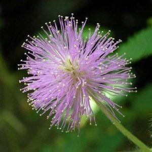 Download Flowers Name In English And Hindi List Of Different Flower Names Free HD Wallpaper Flowers Name In English And Hindi List Of Different Flower Names For Free