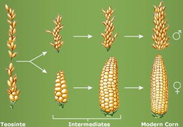 This Is A Letter To People Who Care About People And Food By Nicole Rodrigues Medium