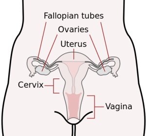 Smart Girls Understand The Menstrual Cycle Amy Poehler S