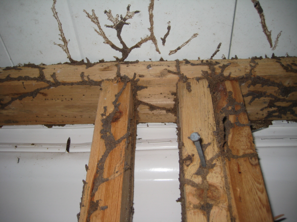 13 Signs That Shows Termite Is In Your House Aapsworld In Medium