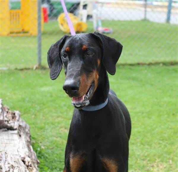 cat transport interstate
