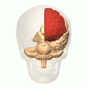 Animation of the frontal lobe.
