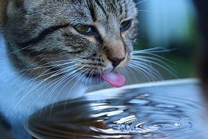 aloe vera juice for cat constipation