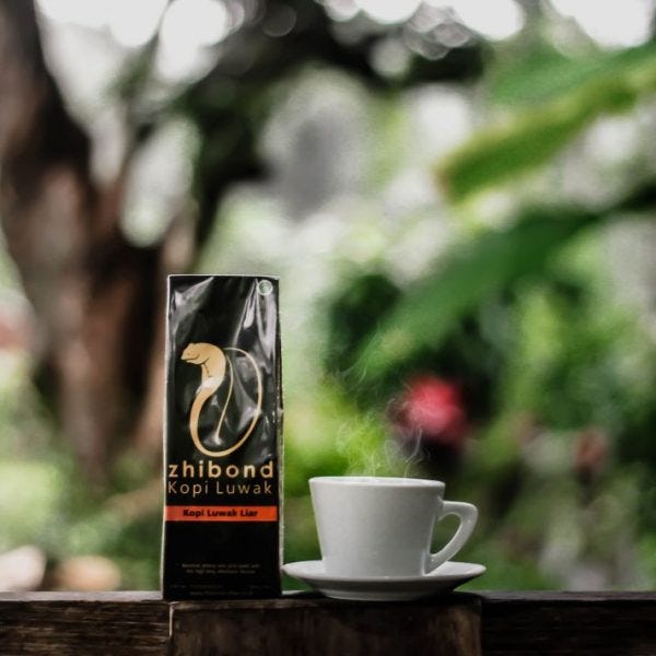 Bagaimana Kopi Luwak Diproduksi Fegi Merina Medium