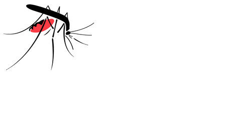 mosquito
