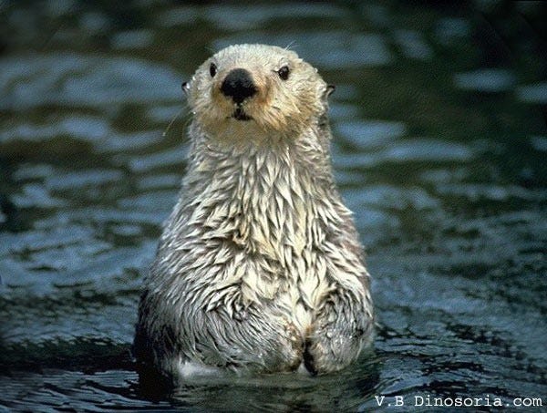Loutre 10 Bonne Raisons D Adopter Une Loutre By Geo Safe Medium