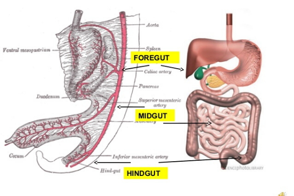 Everything There Is To Know About Foregut Clinic In Kolkata | by Reshmi  Sharma | Medium