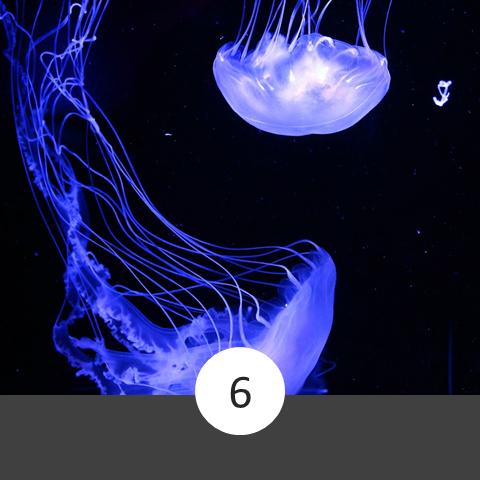 Jelly Fish