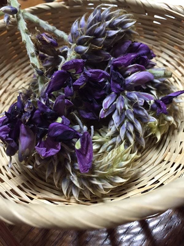 葛の花とヨモギの花で野草茶 自宅近くの小川の周りに生えている葛 小原は葛の花の開花が遅く まだ咲いていた 甘 By 金子 潤 Jun Kaneko Medium