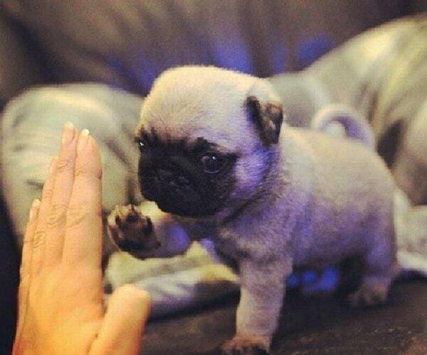 Teaching A Dog To Sit. Dogs, especially puppies, have a ...