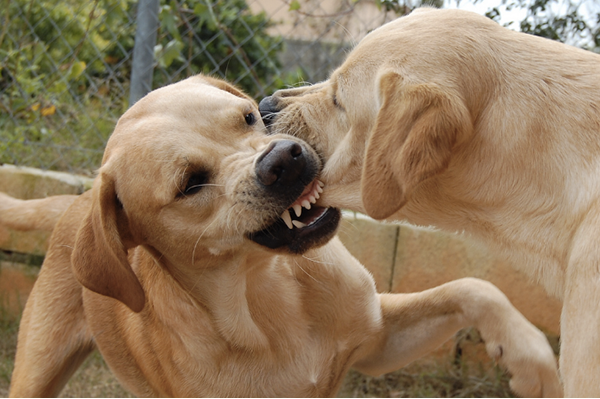 Esta es la mejor forma de separar una pelea de perros | by DogCrowd | Medium