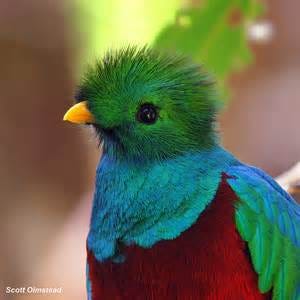 瑪雅聖鳥 去厄瓜多爾的mindo是為了追逐蜂鳥 闖進當地的reserva Las By Sharon Chan South America Ecuador Medium