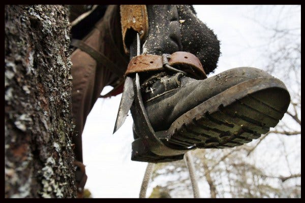 How to choose the right Tree Climbing Spikes. Here's the Long and the Short  of it! | by Trevor Douglas | Medium