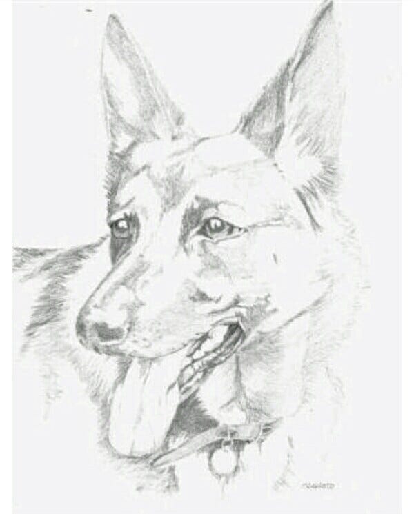 Anjing Yang Masuk Surga Arif Gumantia Medium