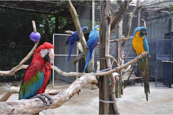 exotic birds and pets