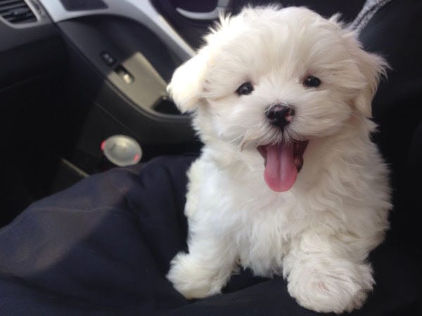 Why Maltese Teacup Apricot Maltipoo Maltese Puppy Are So Friendly By Cathys Maltese Medium