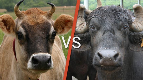 Cow V/s Buffalo Milk — An Analysis | by Arya Shukla | Medium