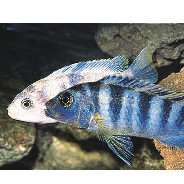 oscar fish price petsmart