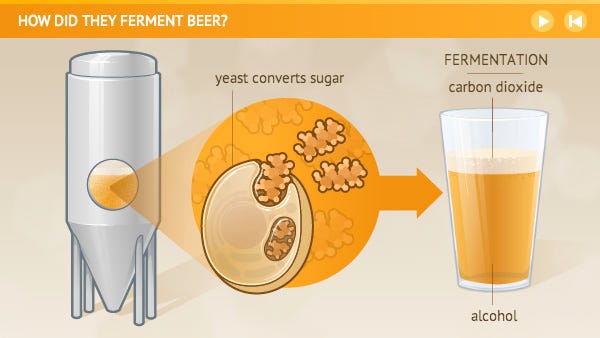 Topline breakdown of fermentation in beer to get you through the week ... - 1*bIHDLPpw3FxE6AaOrjTX2g