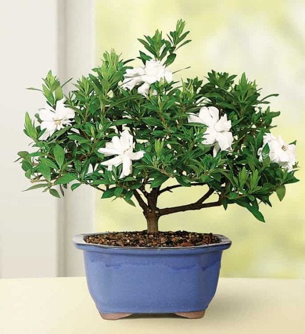 Gardenia Bonsai Brussel's 53805. Gardenia Bonsai is one of the best… | by maksud masud | Medium Gardenia Bonsai Brussel's 53805. Gardenia Bonsai is one of the best… | by maksud masud | Medium