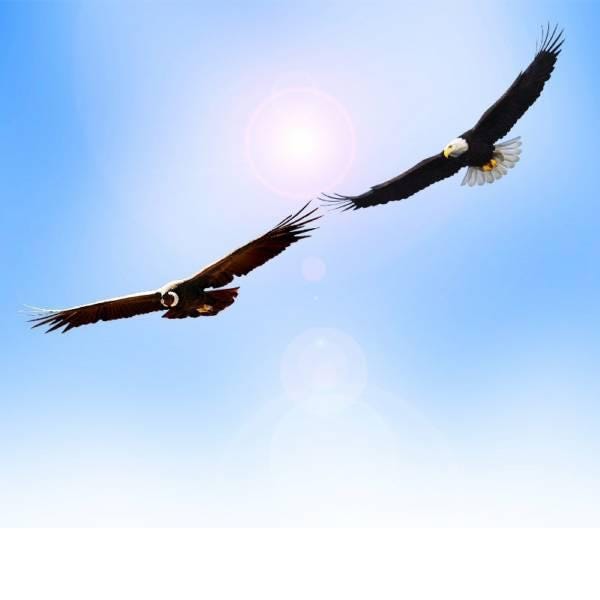 The Flight Of The Eagle And The Condor Charlotte Wenner