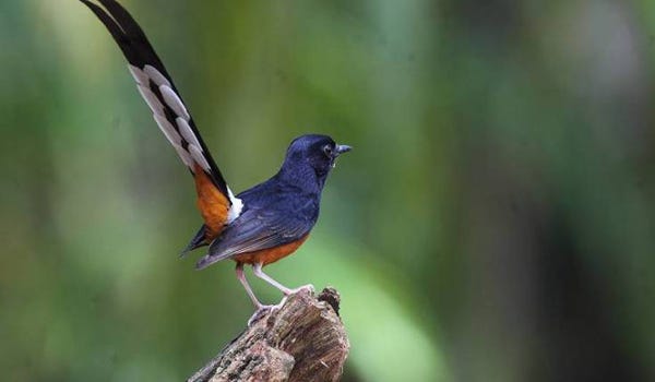 Various Health Problems That Often Occur In Birds Of Magpie Stone