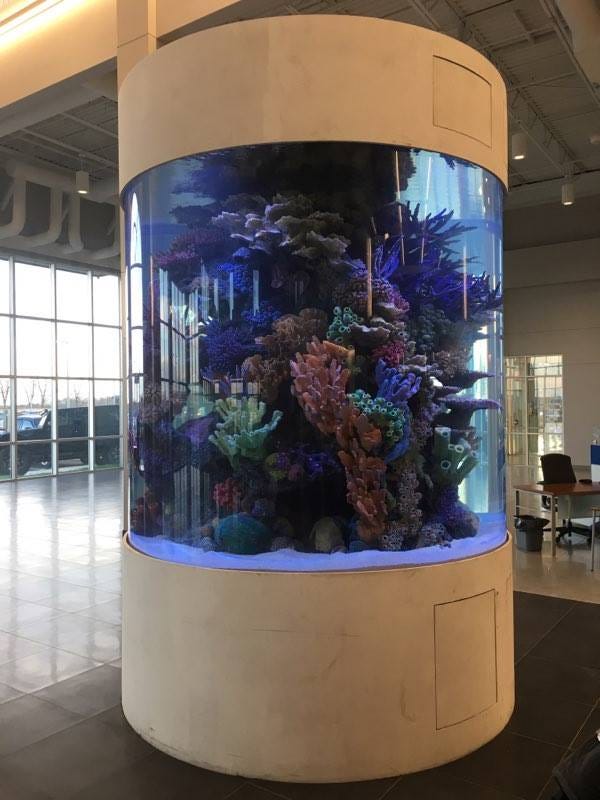 custom aquarium