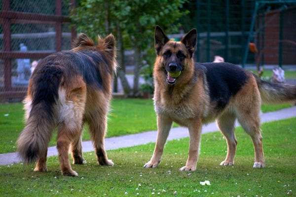german shepherd medium coat dog