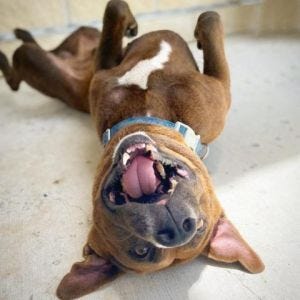 Pit Bull Pic. (Python Image Classification) | by Jenny James | Medium