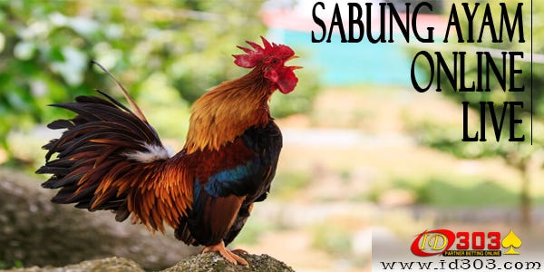 Berikut Kelebihan Serta Langkah Melatih Ayam Peruvian Supaya Jadi Ayam Aduan Yang Kuat By Agent Id303 Medium
