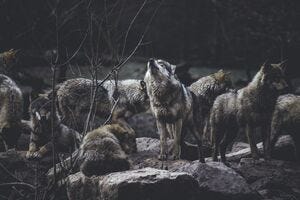 A pack of wolves.