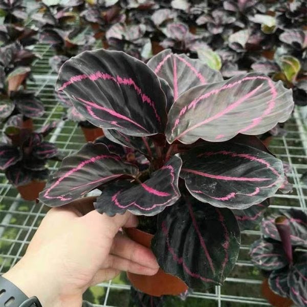 Calathea Dottie Care And Information 9plant