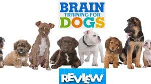 puppy training around me