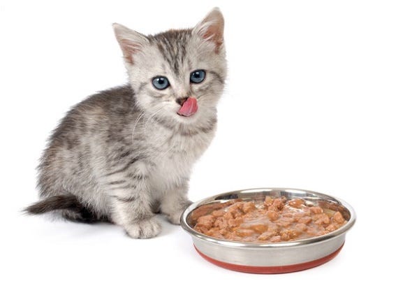 best protein for cats