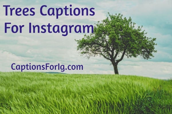 Tree Quotes For Instagram 21+ Trees Captions For Instagram. Trees Captions For Instagram: Hey Guys… |  By Tushar Patil | Medium