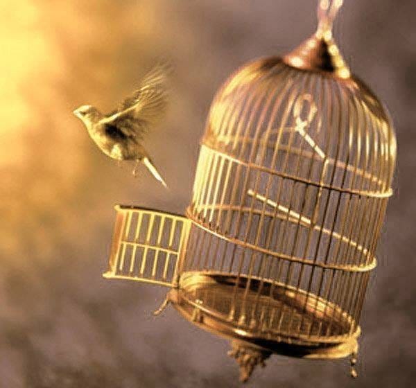 caged bird