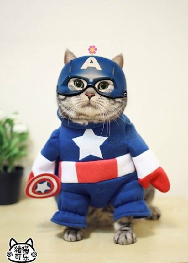 Qué superhéroe es tú gato?. ¿Te has preguntado qué hace tú gato… | by  Ironía | CATSWORLD | Medium